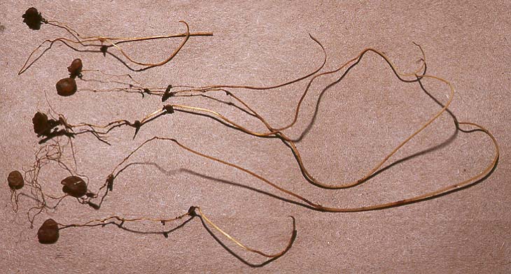 Macrotyphula fistulosa